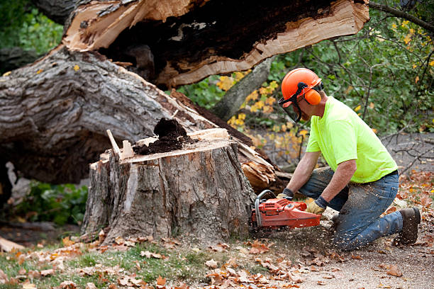 Why Choose Our Tree Removal Services in Dakota City, NE?