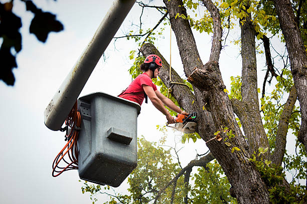 Best Palm Tree Trimming  in Dakota City, NE