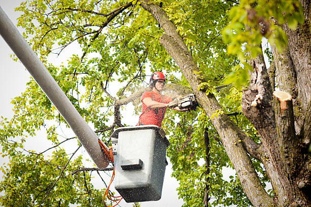 Best Seasonal Cleanup (Spring/Fall)  in Dakota City, NE